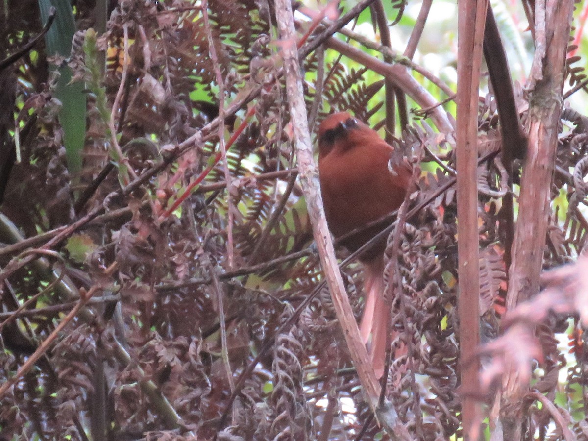 Rufous Spinetail - ML134794941