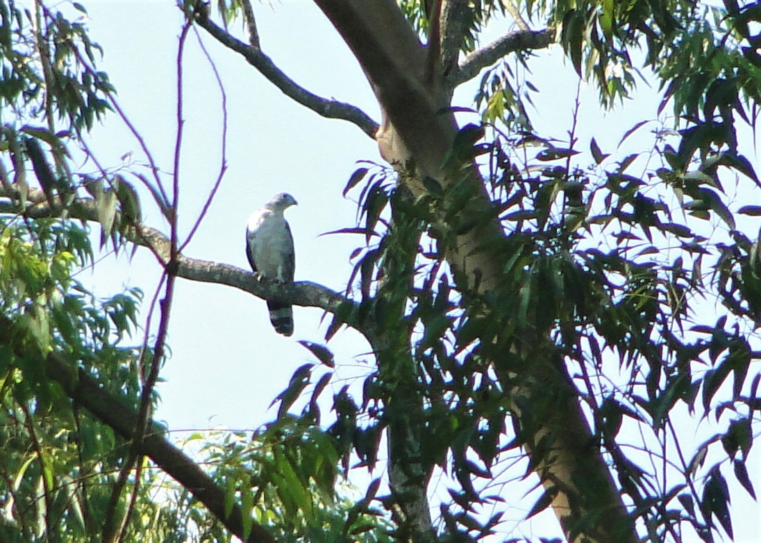 Gray-headed Kite - ML134795551