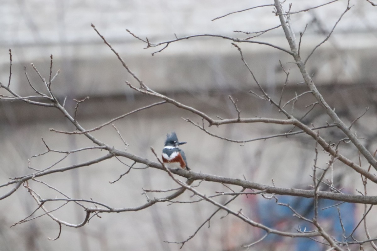 Belted Kingfisher - ML134795611