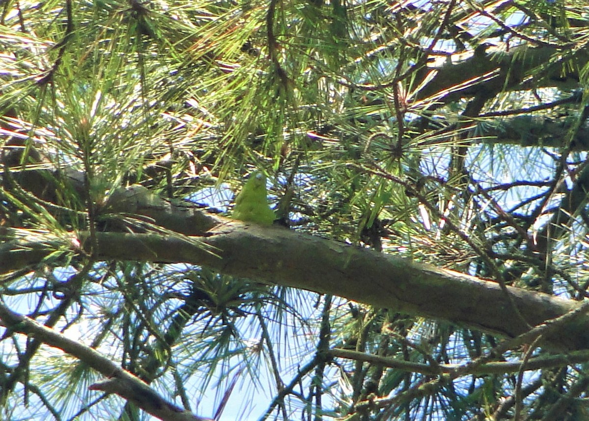 Blauflügel-Sperlingspapagei - ML134795901