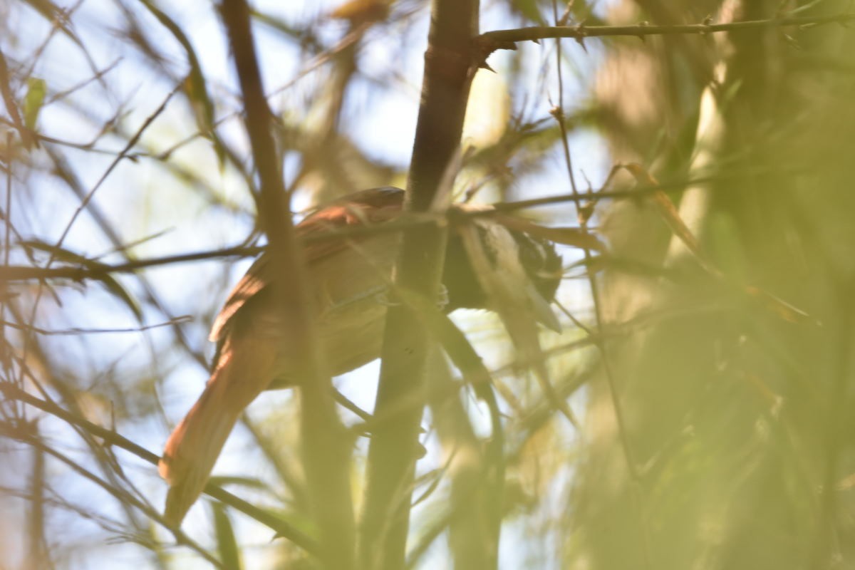 White-bearded Antshrike - ML134796871