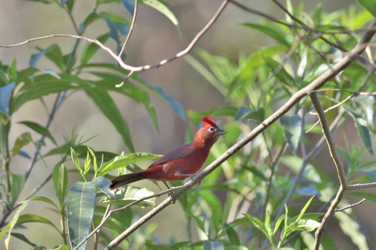 Red-crested Finch - ML134796941