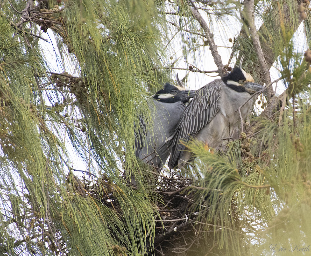 Yellow-crowned Night Heron - ML134797641