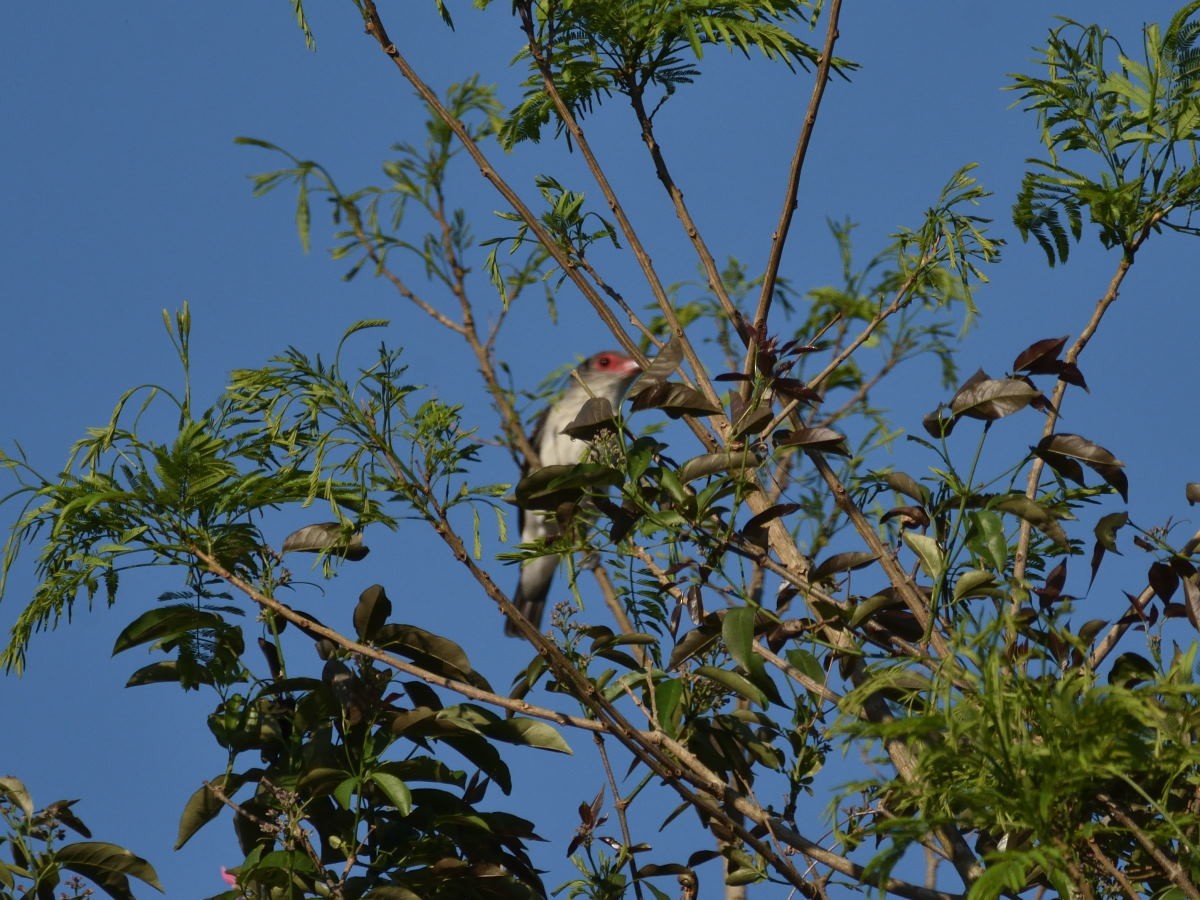 Black-tailed Tityra - ML134797661