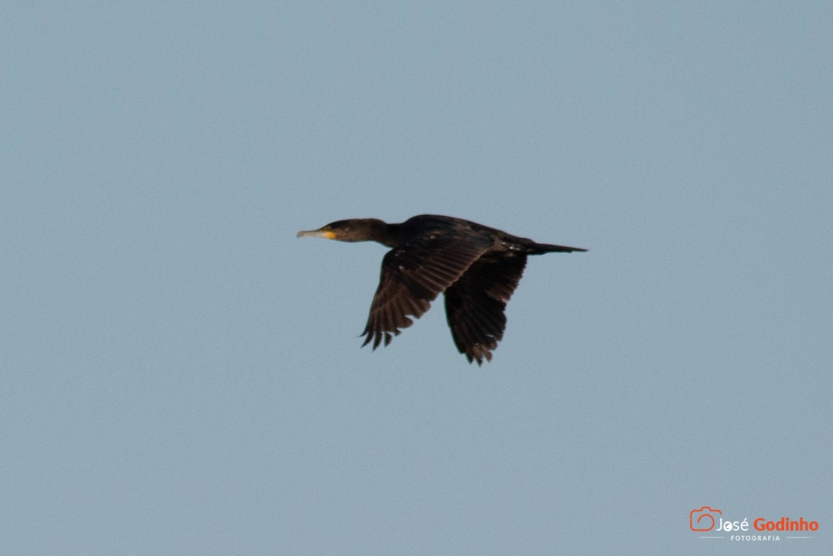 Great Cormorant - ML134799361