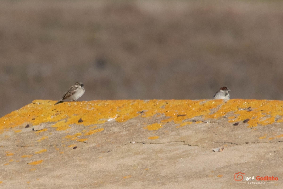 House Sparrow - ML134799571