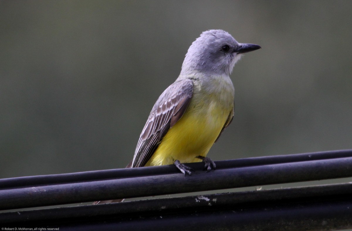 Tropical Kingbird - ML134800911