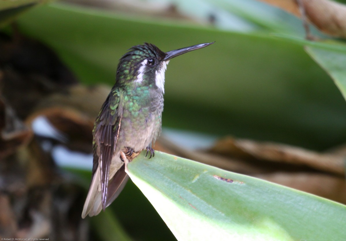 White-throated Mountain-gem - Robert McMorran