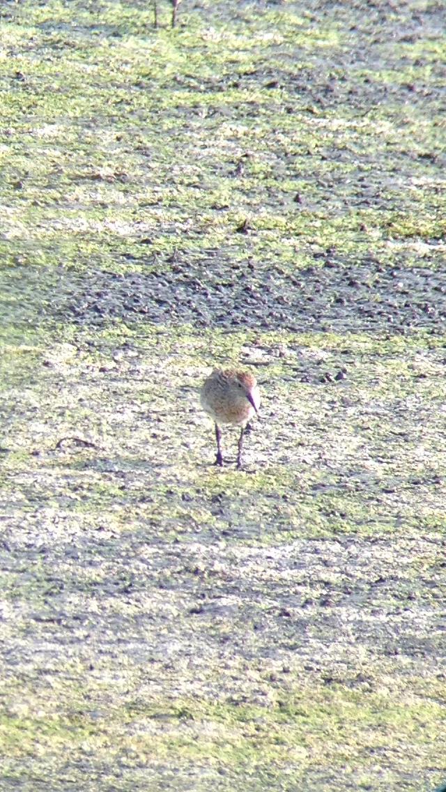 Sharp-tailed Sandpiper - ML134801221