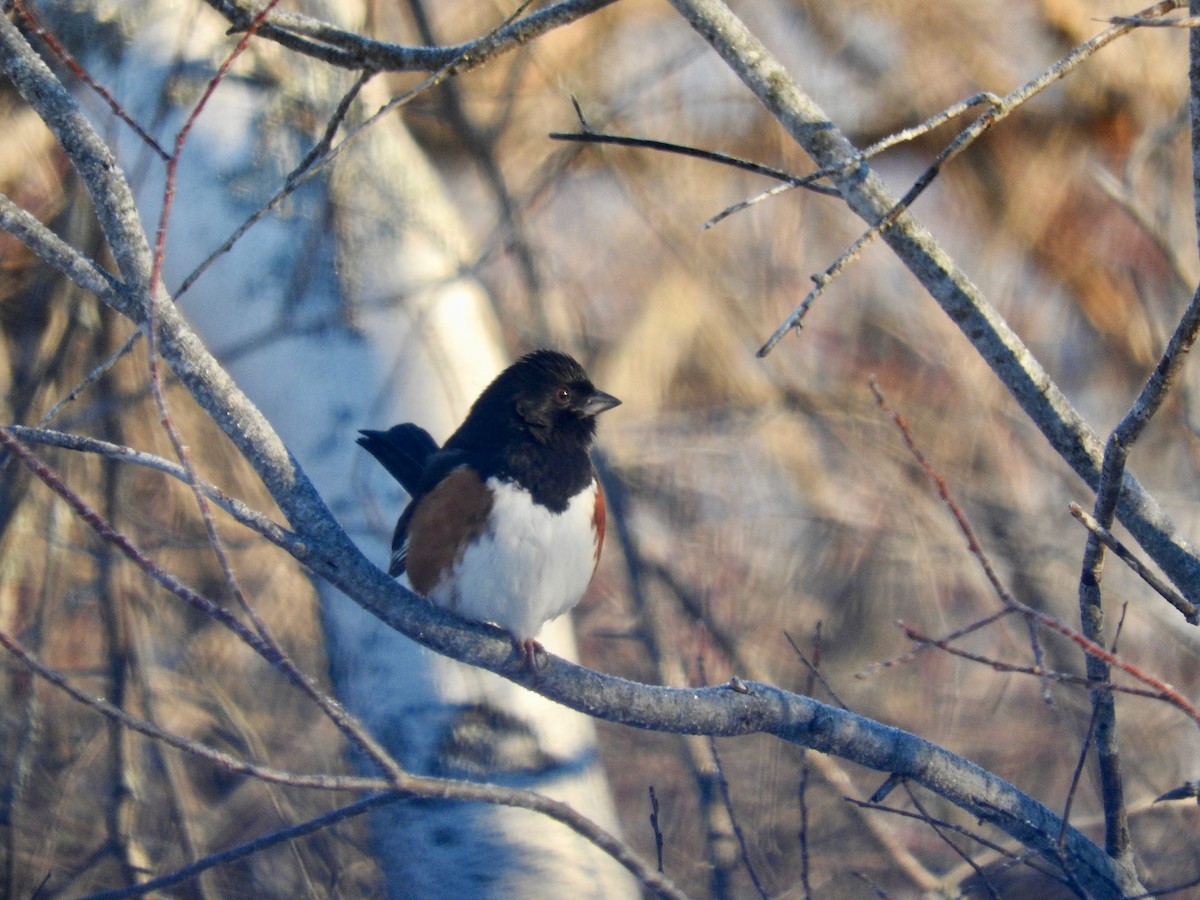 Eastern Towhee - Ruth Fogler