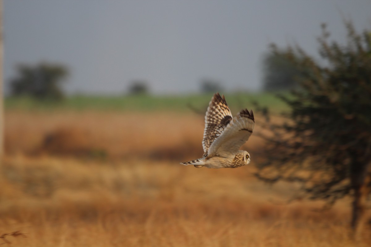 Short-eared Owl - ML134802011