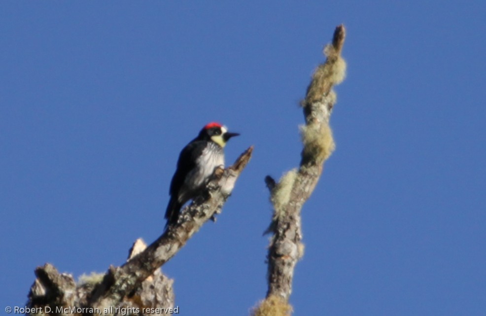 Acorn Woodpecker - ML134802811