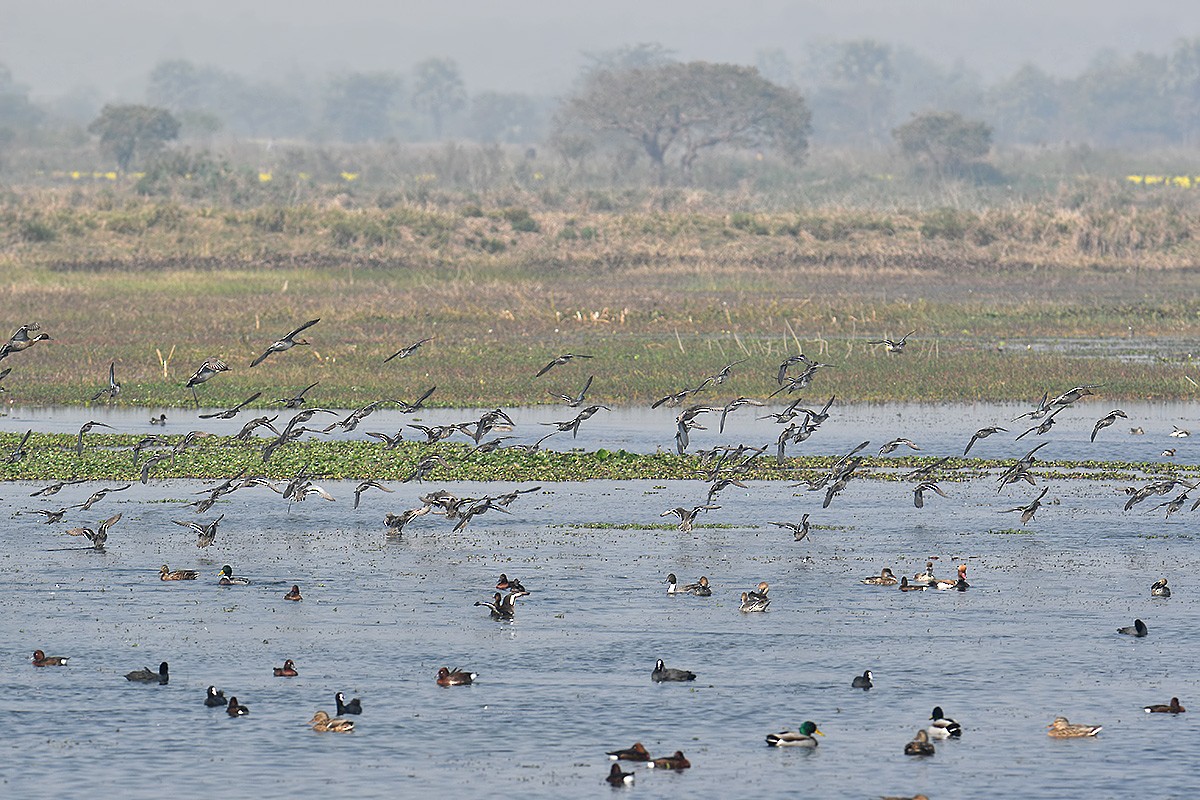 Green-winged Teal - ML134804481