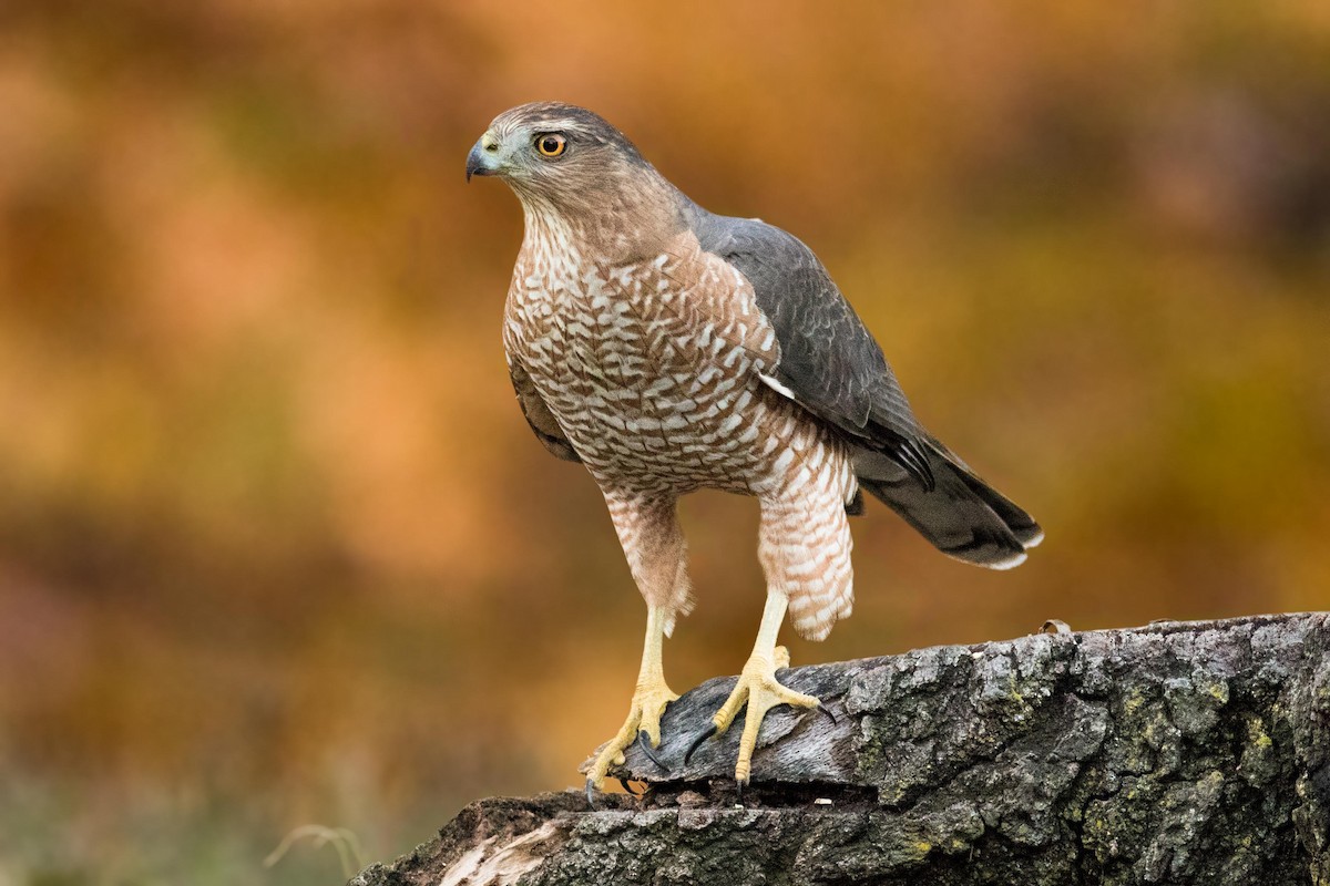Cooper's Hawk - August Davidson-Onsgard