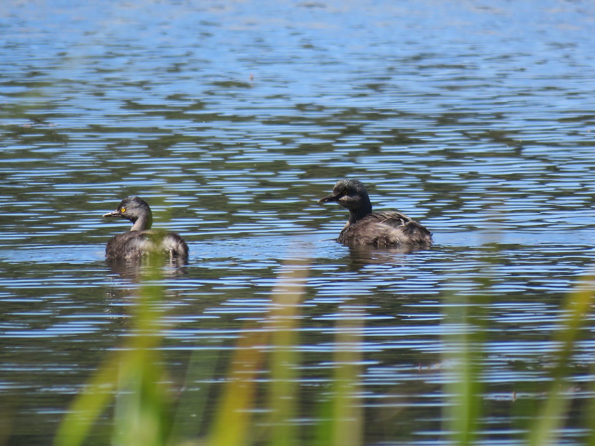 Least Grebe - ML134804591