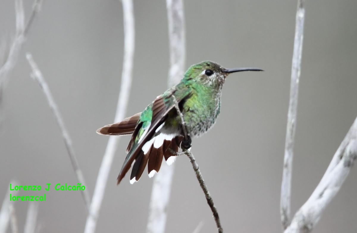 kolibřík tepuiový - ML134804751