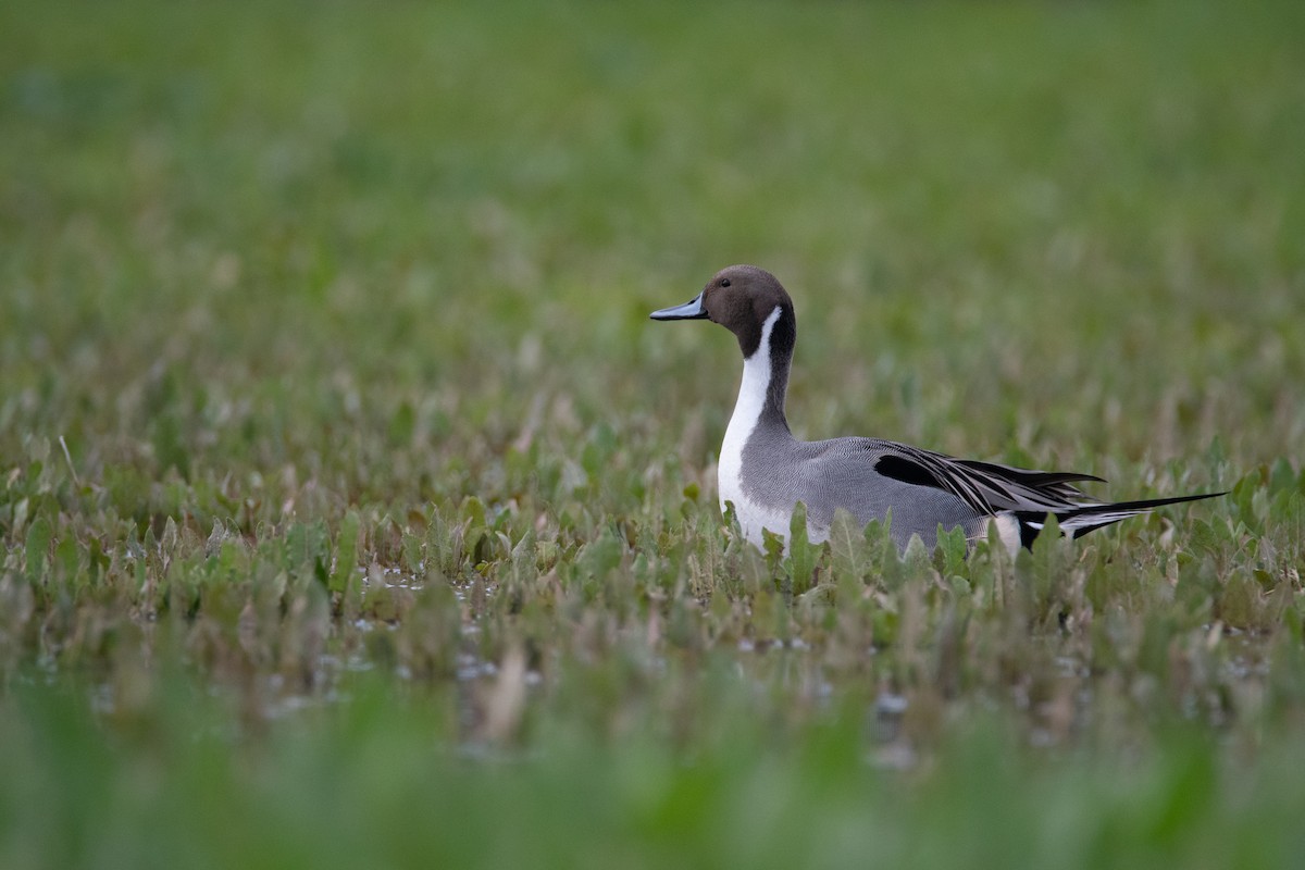 Northern Pintail - ML134804771