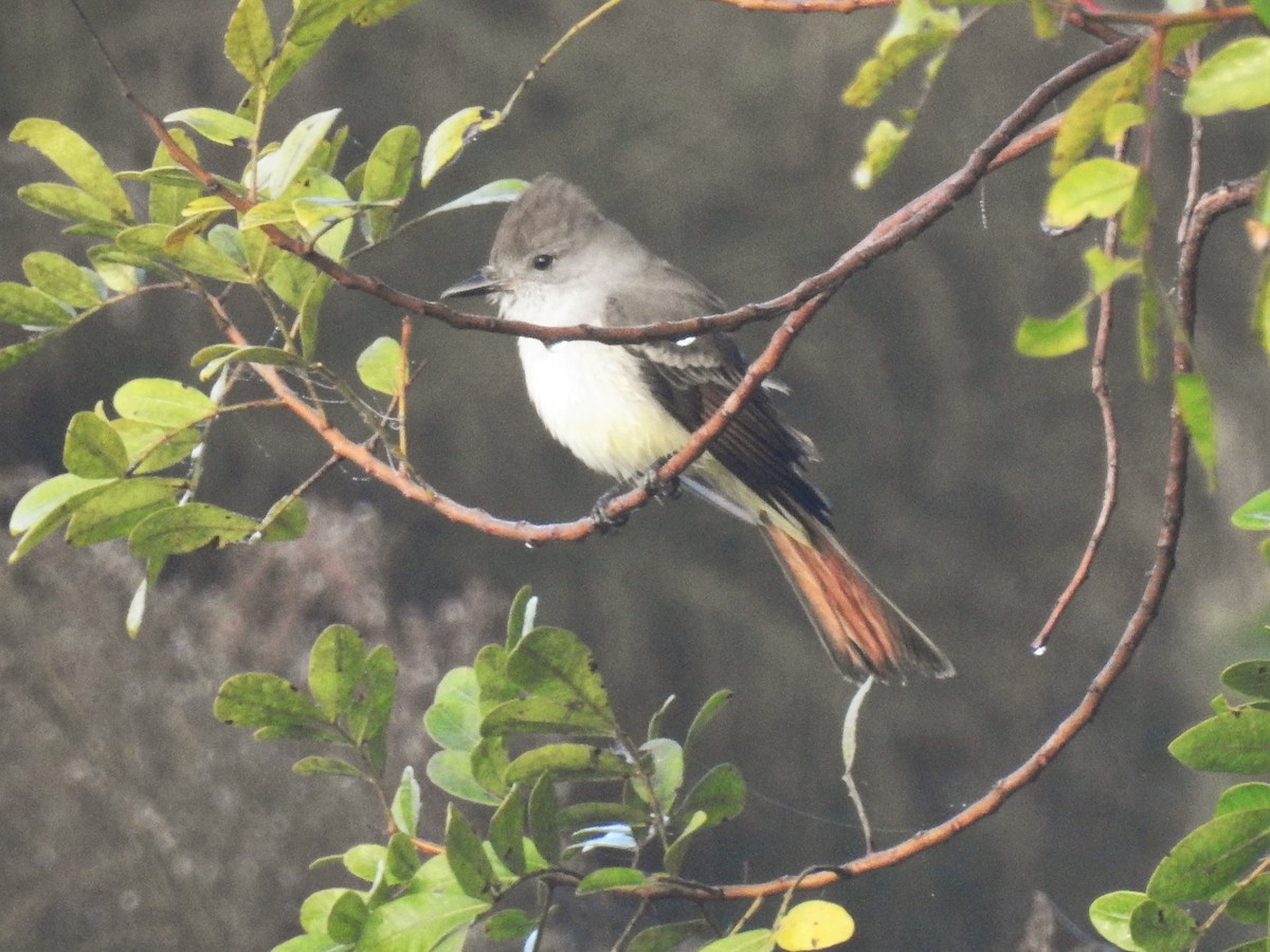 Ash-throated Flycatcher - ML134804881