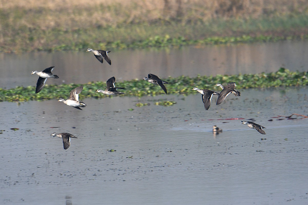 Cotton Pygmy-Goose - ML134804891