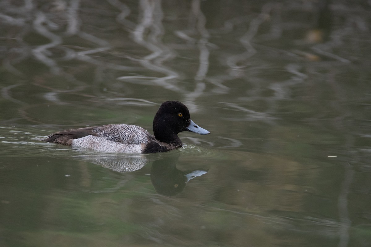 Lesser Scaup - ML134804941