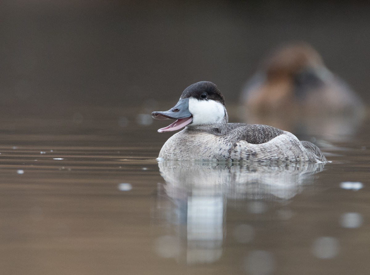 Ruddy Duck - ML134804961