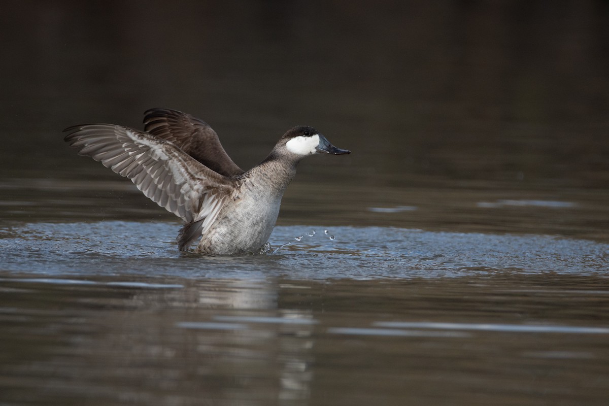 Ruddy Duck - ML134805011