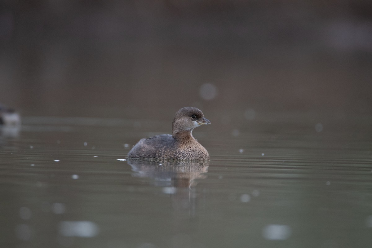 Pied-billed Grebe - ML134805051