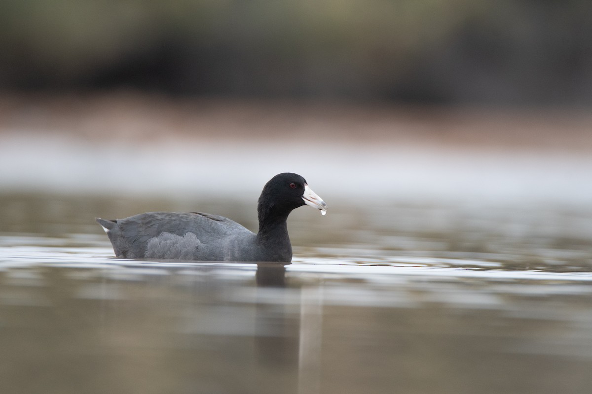 American Coot - ML134805071