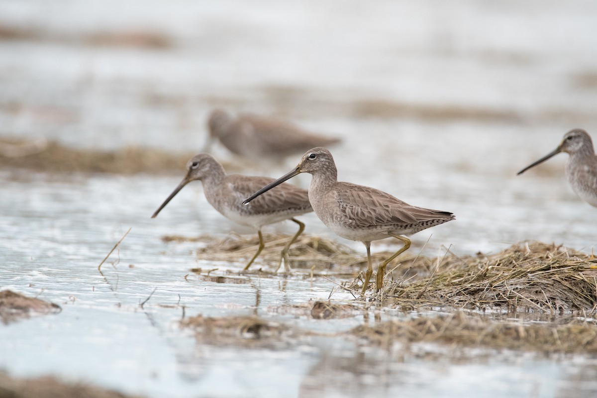 Long-billed Dowitcher - ML134805121