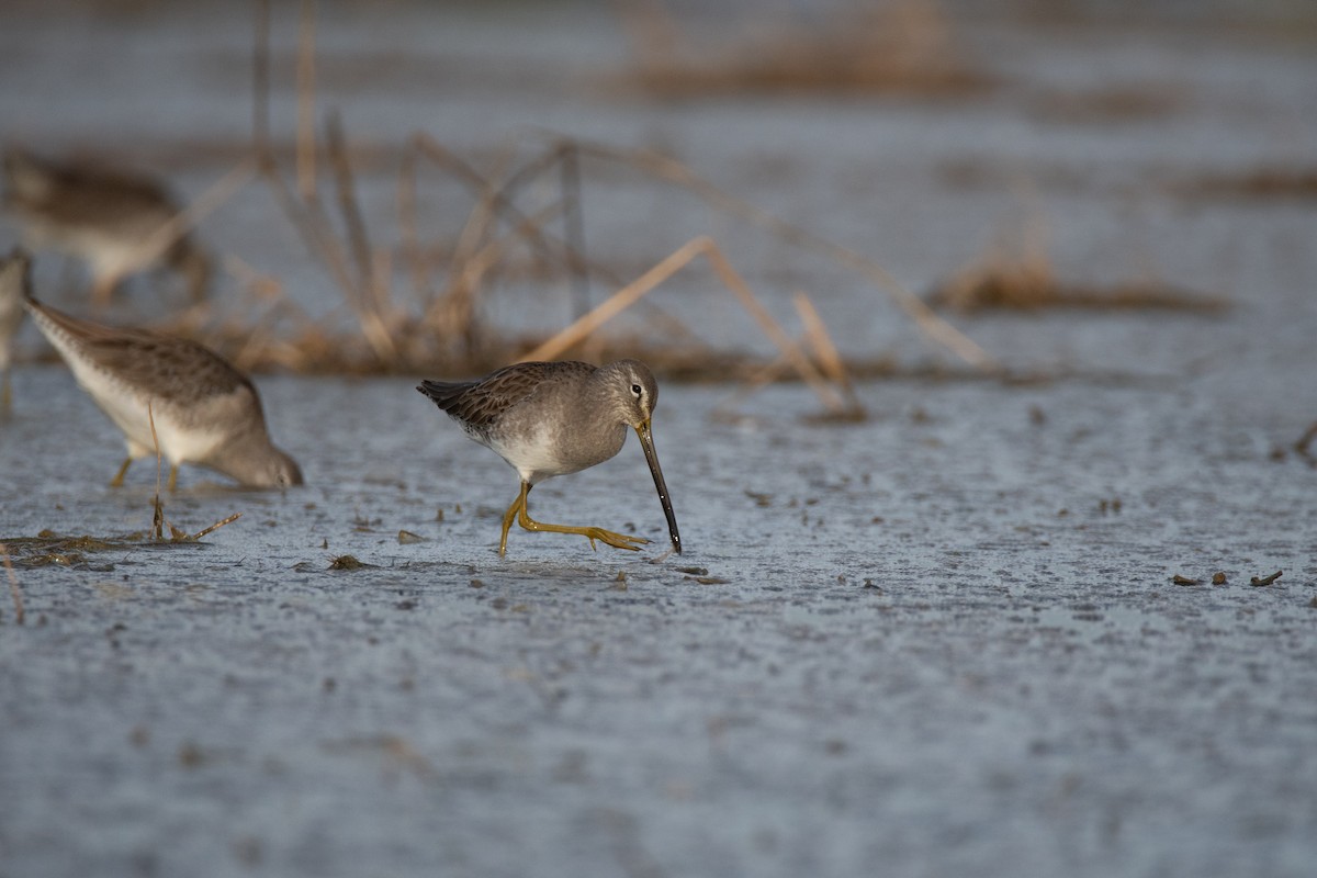 Long-billed Dowitcher - ML134805141