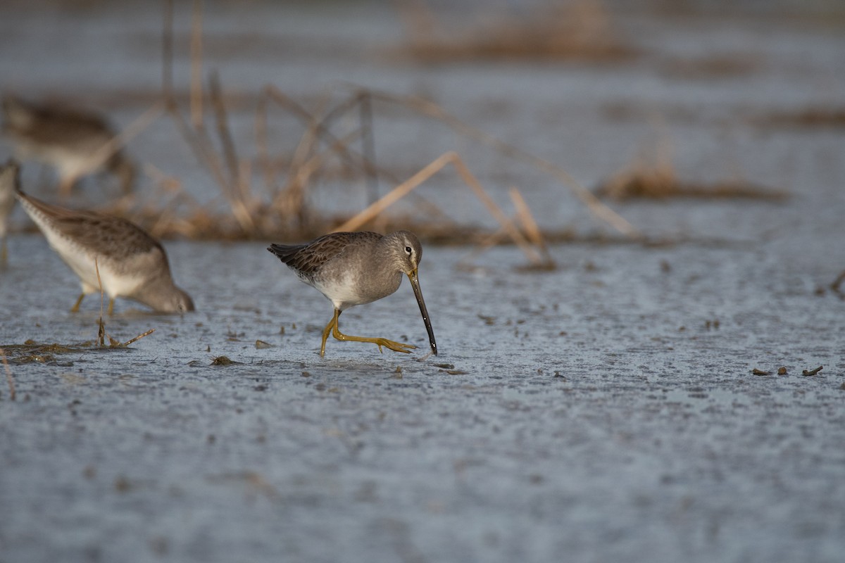 Long-billed Dowitcher - Levi Plummer