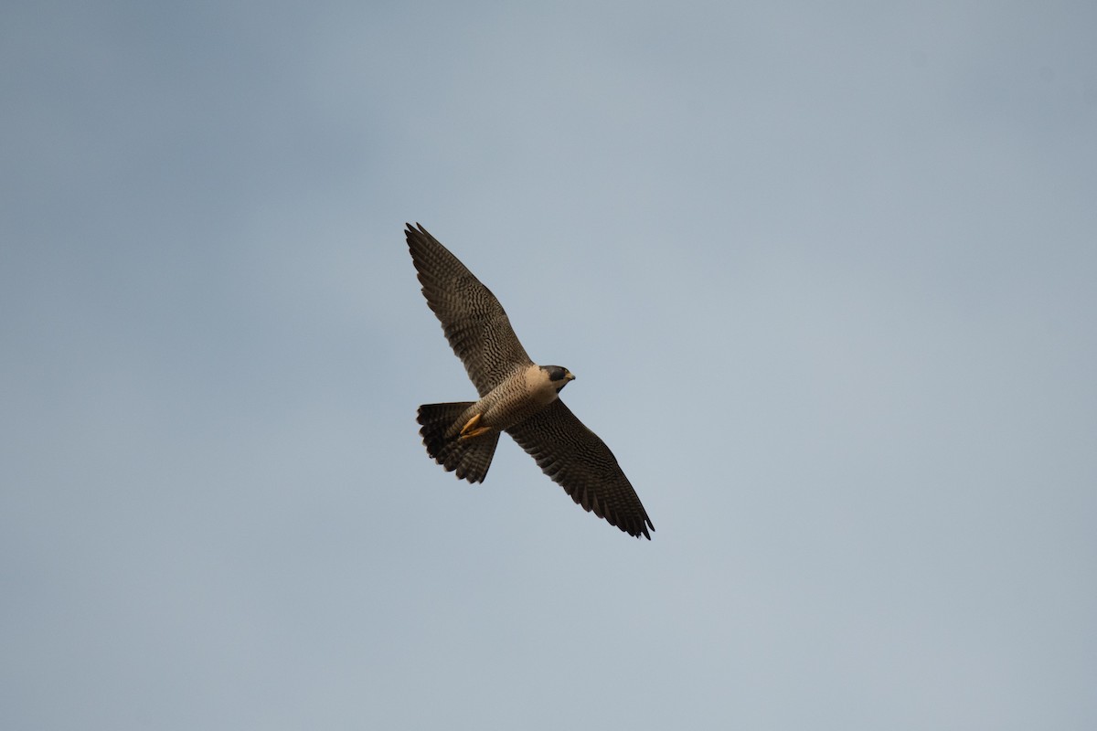 Peregrine Falcon - ML134805221