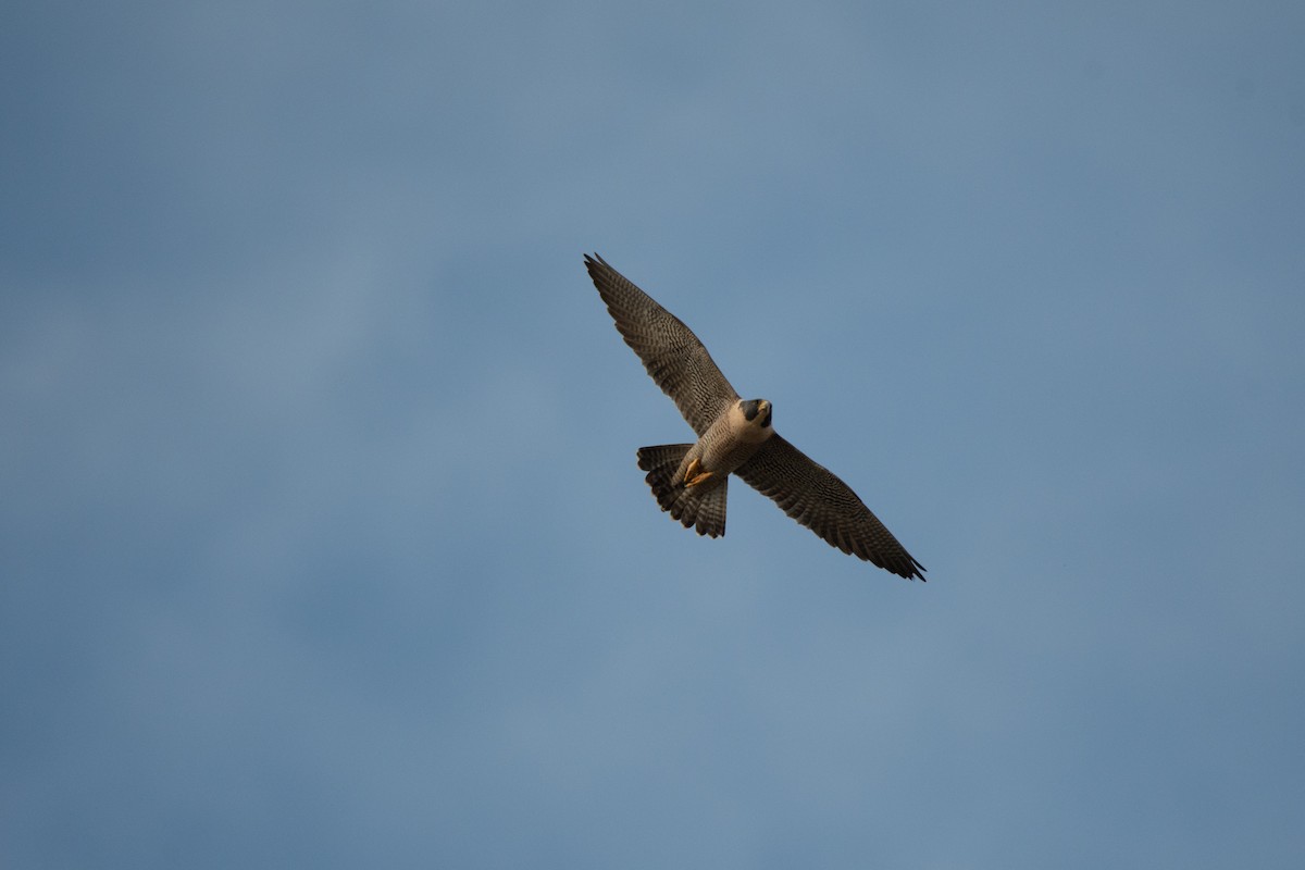 Peregrine Falcon - ML134805231