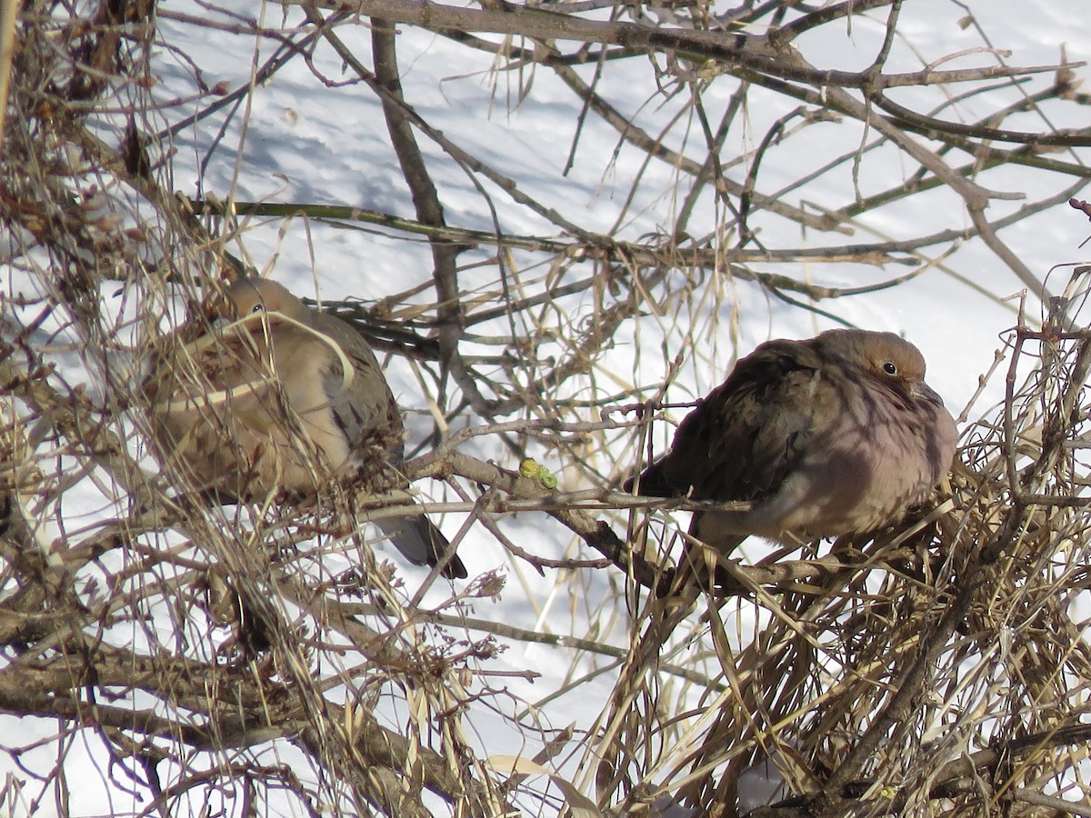 Mourning Dove - ML134805291