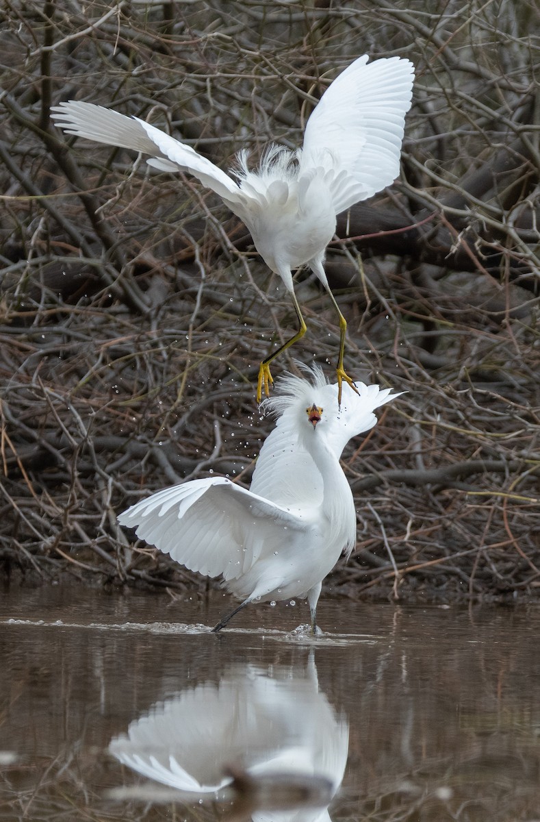 Snowy Egret - ML134805311