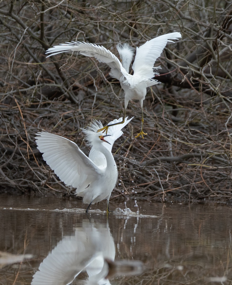 Snowy Egret - ML134805321