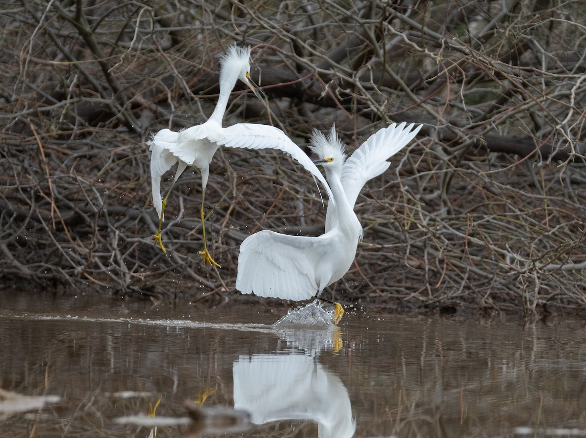 Snowy Egret - ML134805391