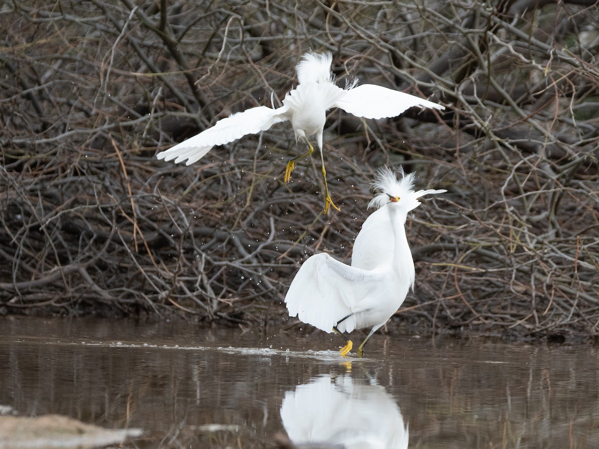 Snowy Egret - ML134805421