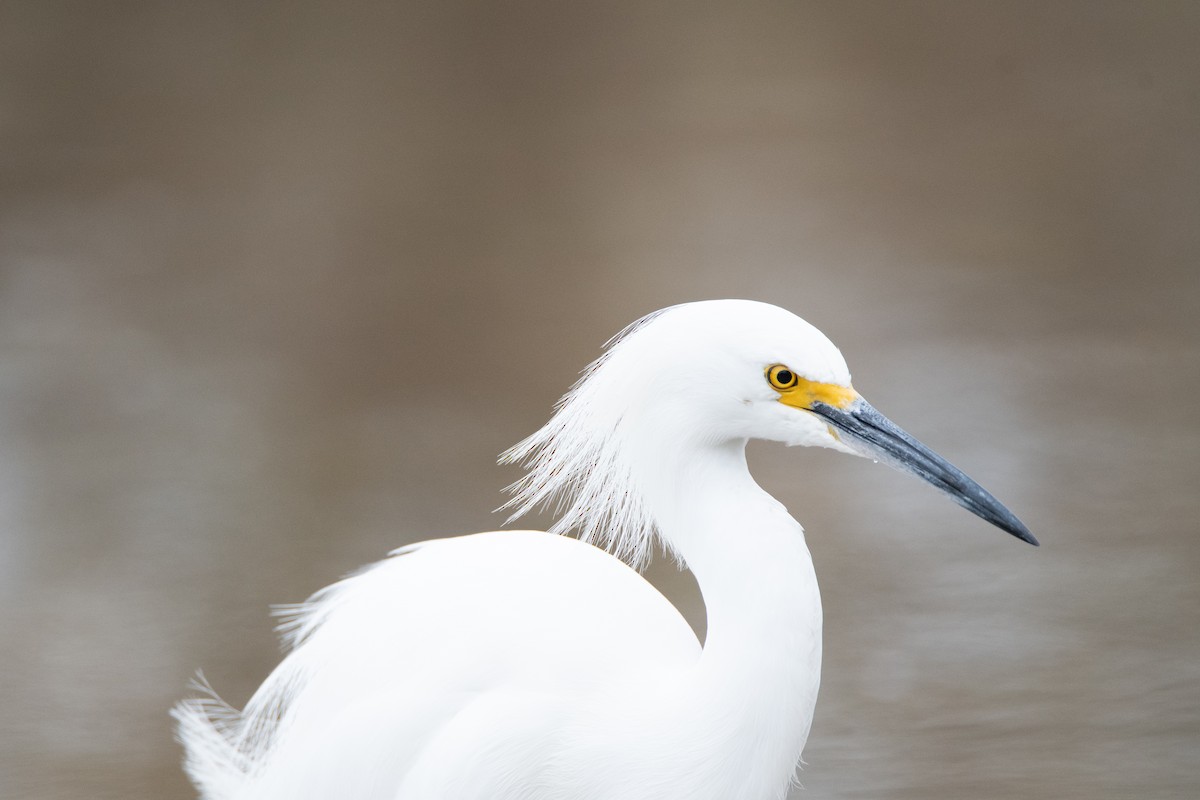 Snowy Egret - ML134805431