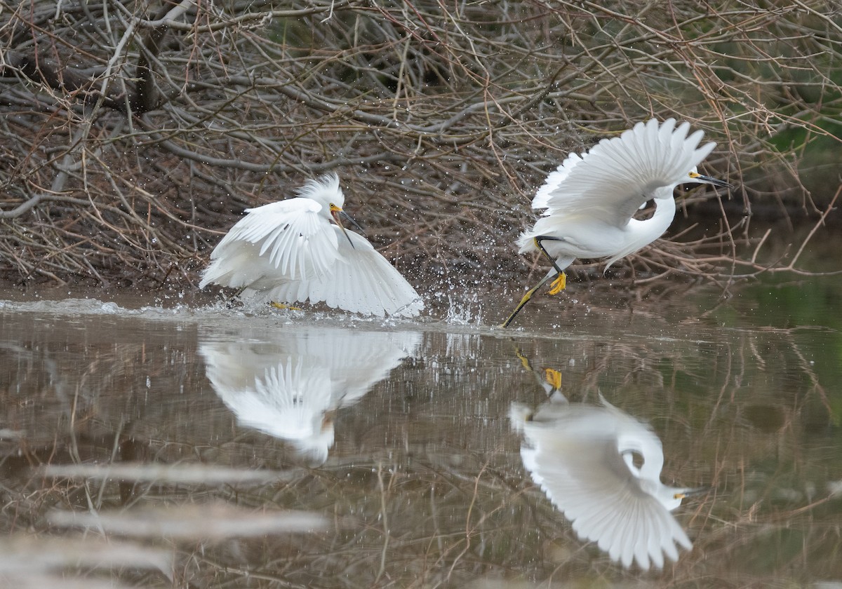 Snowy Egret - ML134805451