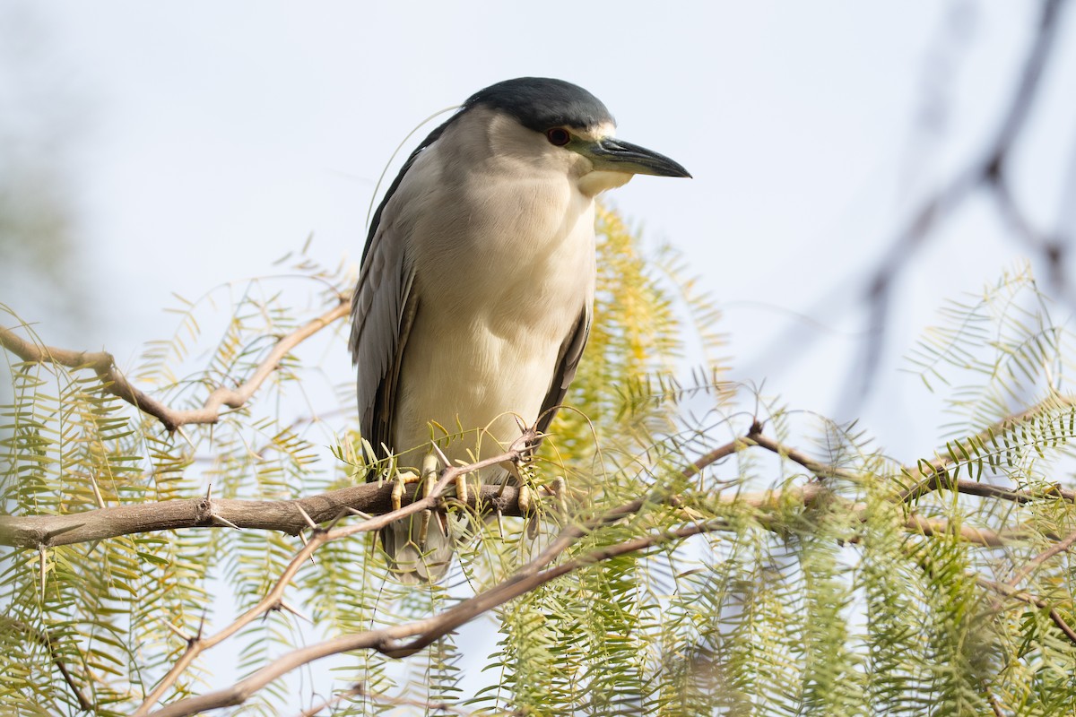 Black-crowned Night Heron - Levi Plummer