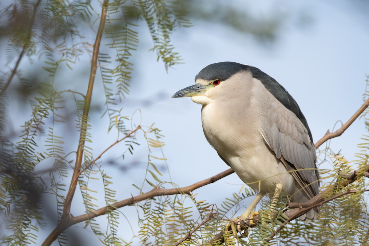 Black-crowned Night Heron - ML134805831