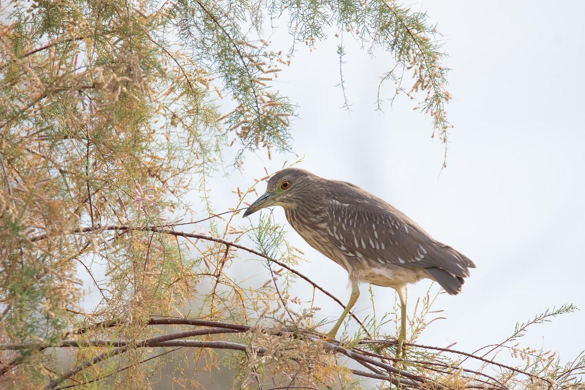 Black-crowned Night Heron - ML134805841