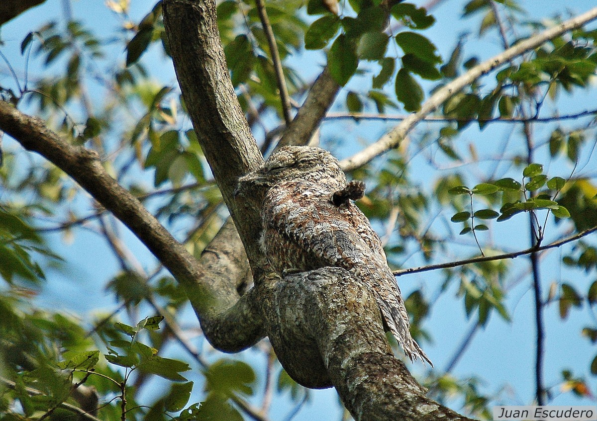 Great Potoo - Juan Escudero