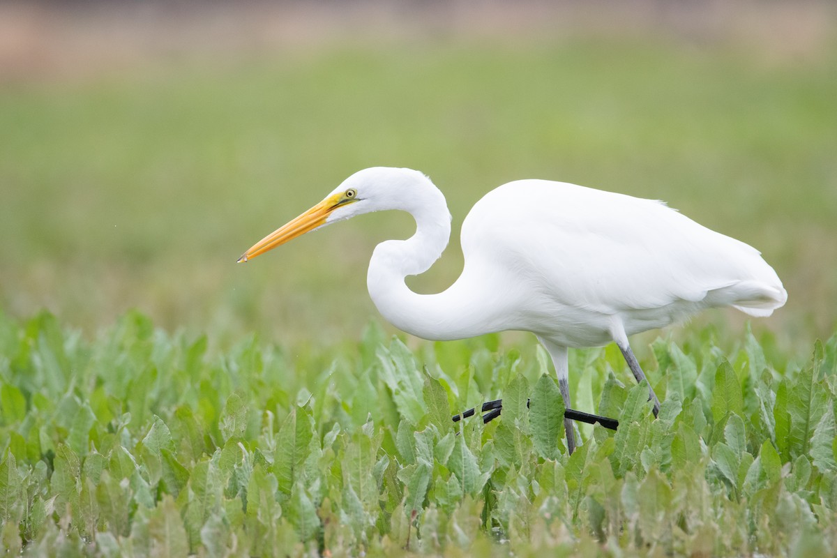 Great Egret - ML134806301