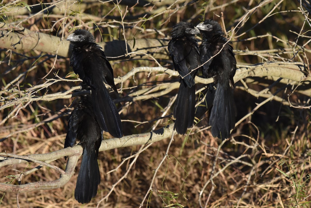 Groove-billed Ani - Michael Schall