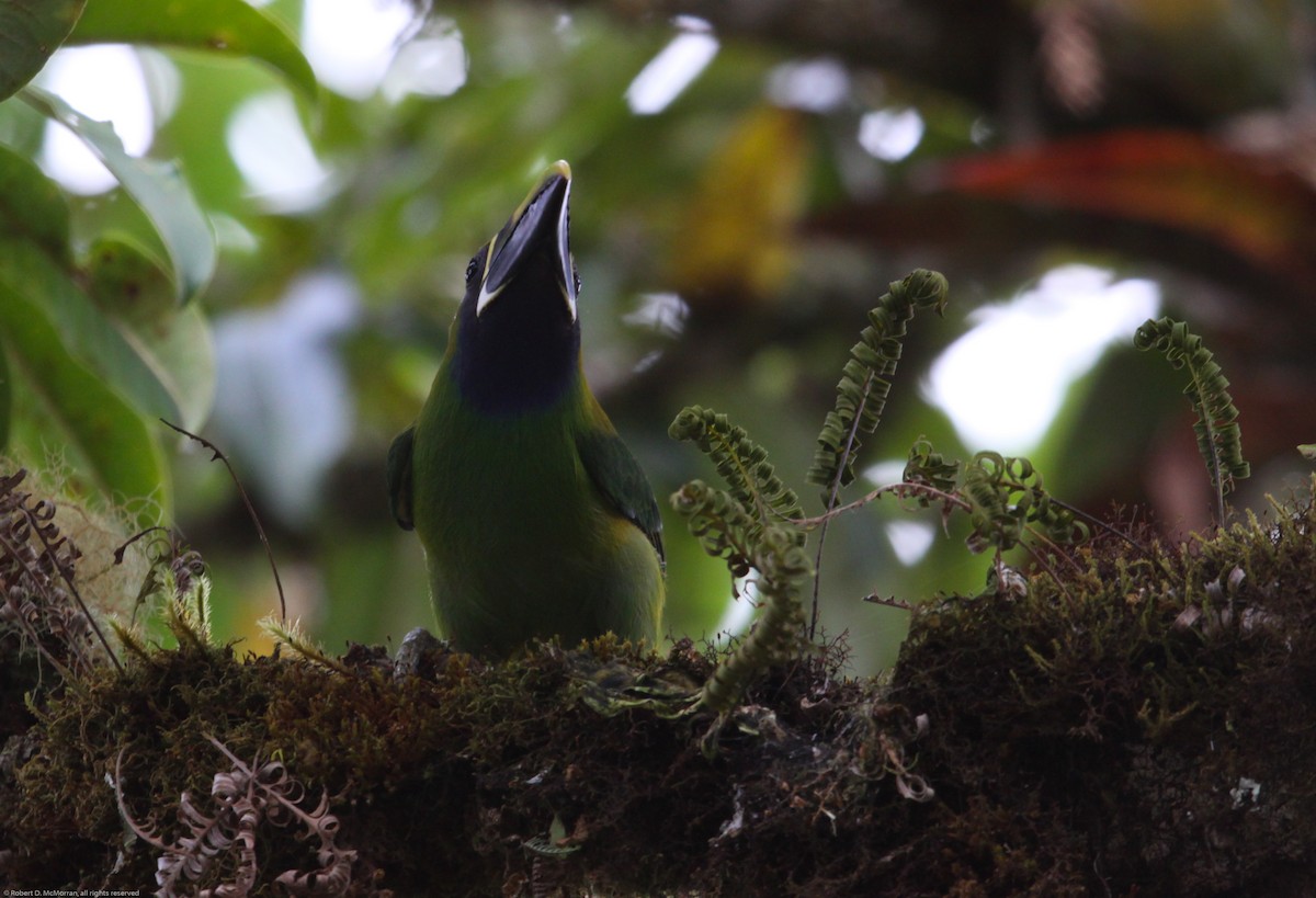 Northern Emerald-Toucanet - ML134806791