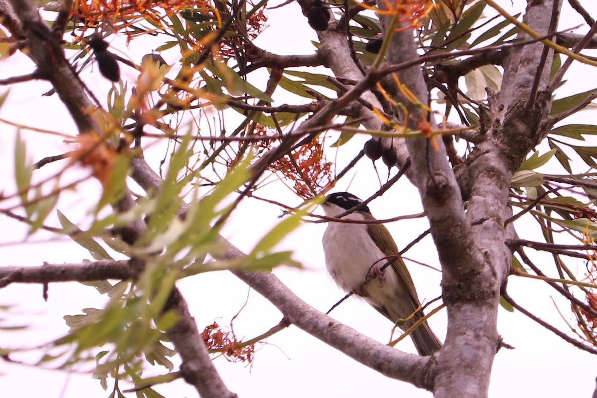 White-throated Honeyeater - ML134808681