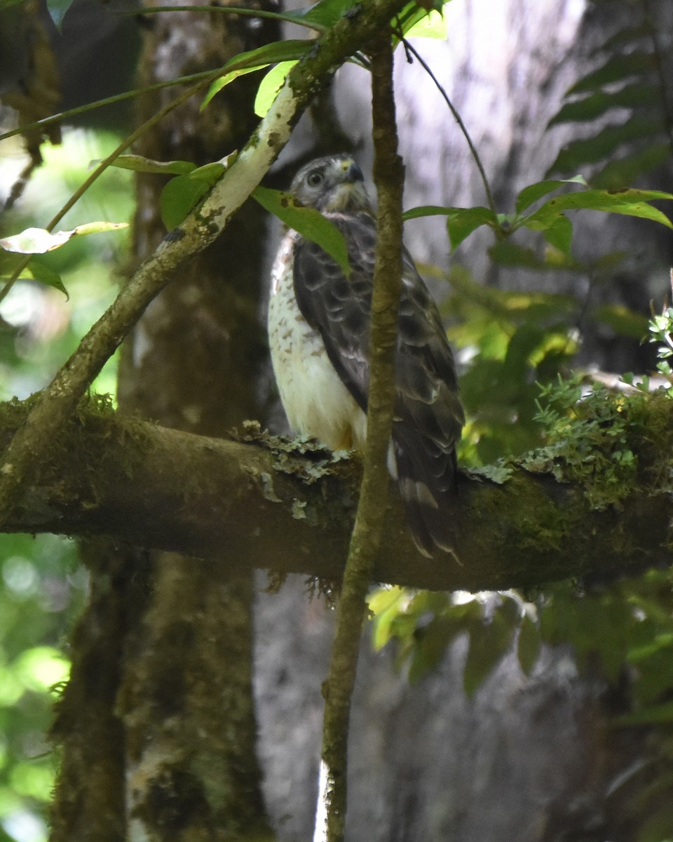 Broad-winged Hawk - ML134810431