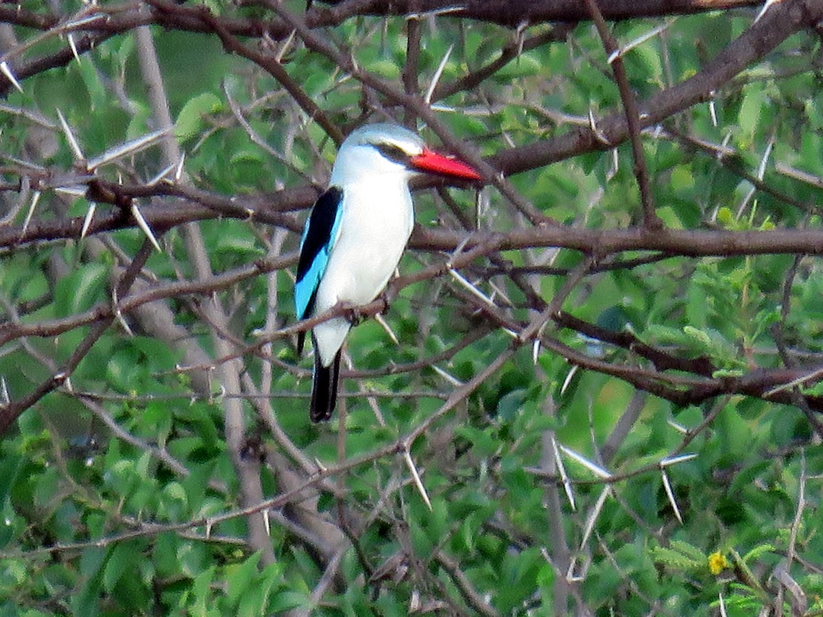 Woodland Kingfisher - ML134811431